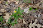 Common cinquefoil